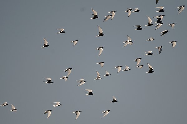whitewingedblacktern.jpg