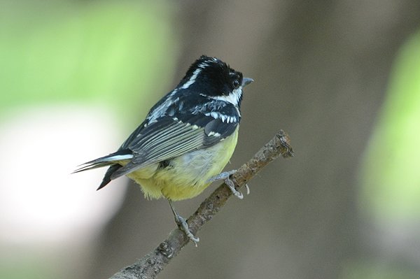 yellowbelliedtit.jpg
