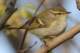yellowbrowedwarbler_small.jpg