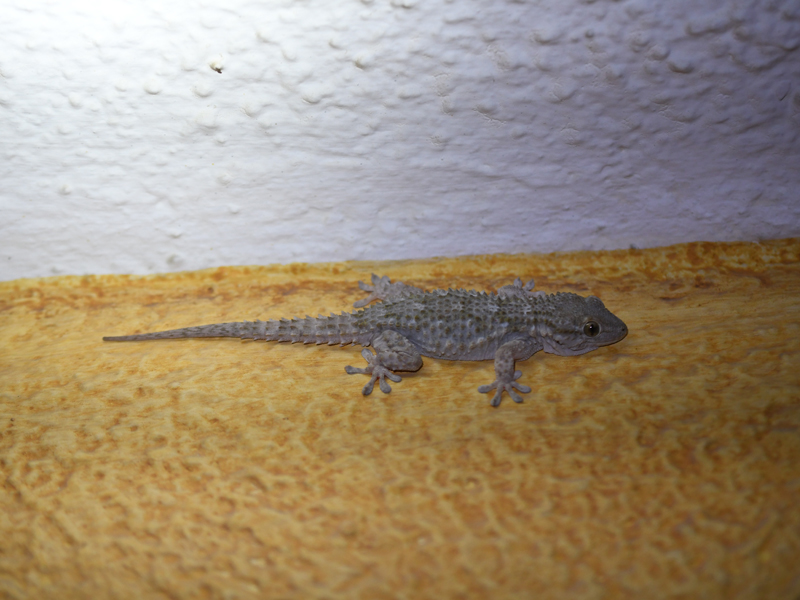 Moorish Gecko