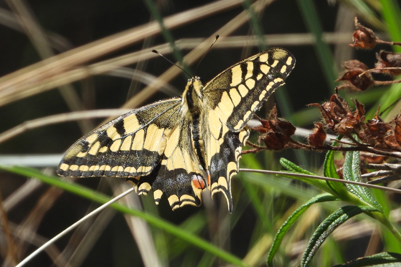 Old World Swallowtail Papilio machaon