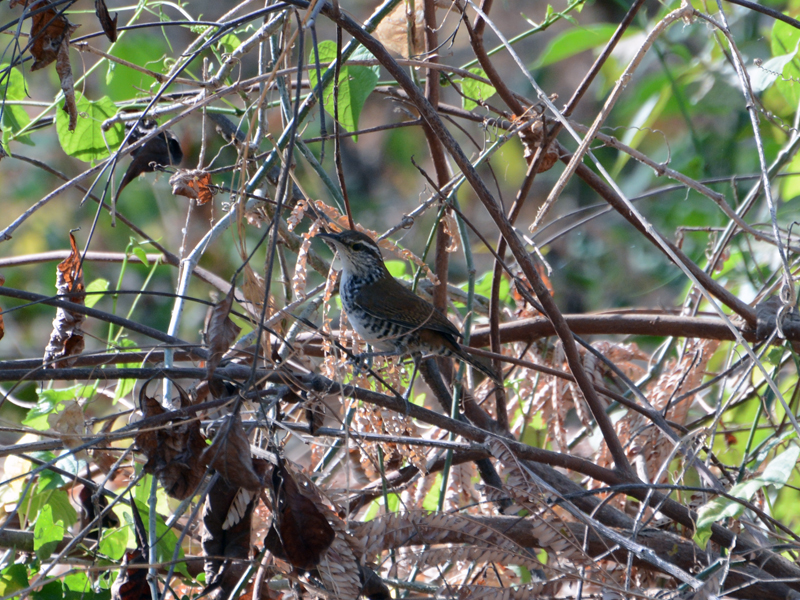 Banded Wren Thryophilus pleurostictus