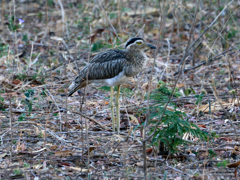 Double-striped Thick-knee Burhinus bistriatus