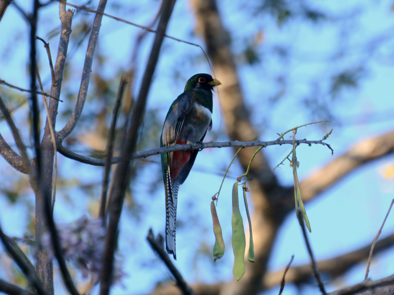 Elegant Trogon Trogon elegans