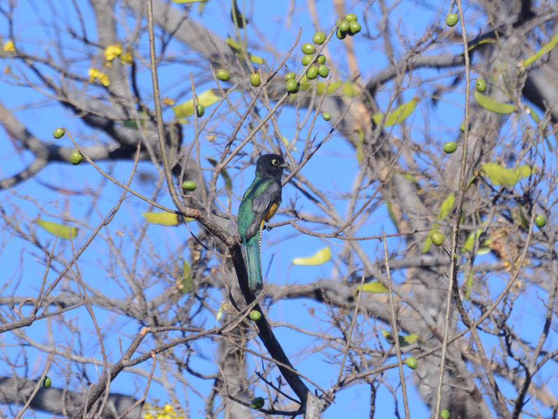 Gartered Trogon Trogon caligatus