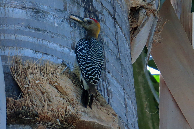 Hoffman's Woodpecker Melanerpes hoffmannii