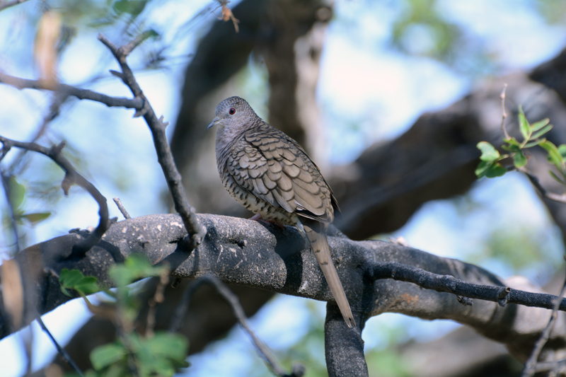 Inca Dove Columbina inca