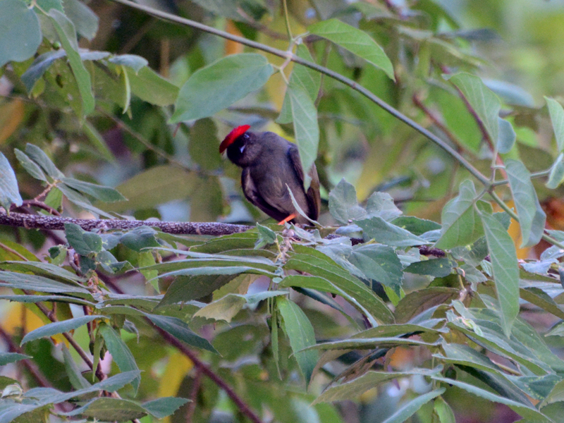 Long-tailed Manakin Chiroxiphia linearis