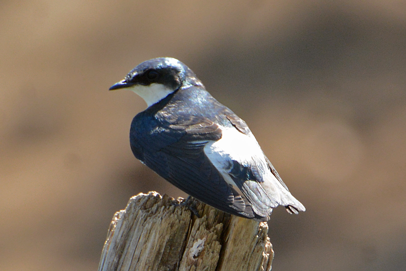 Mangrove Swallow Tachycineta albilinea