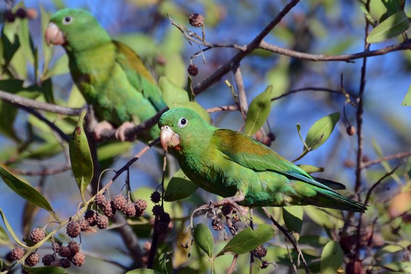 Orange-chinned Parakeet Brotogeris jugularis