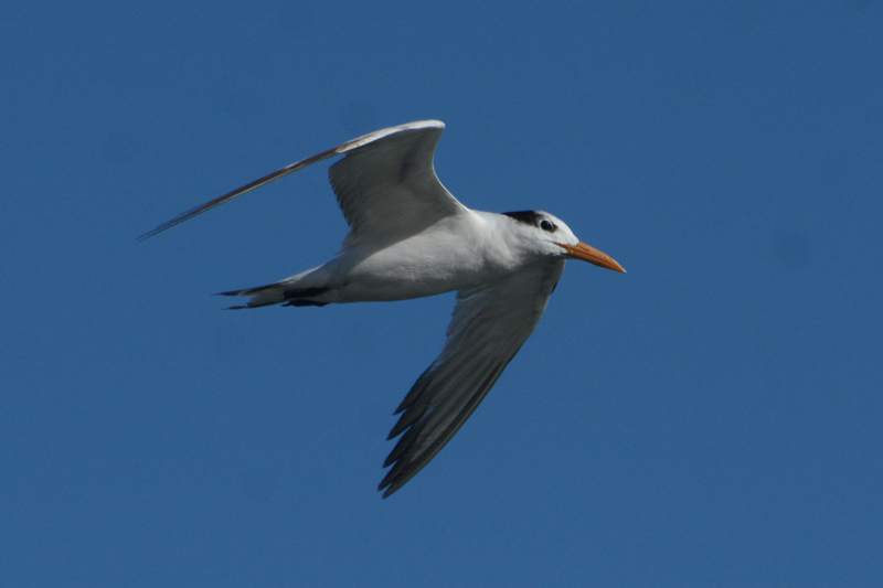 Royal Tern Thalasseus maximus