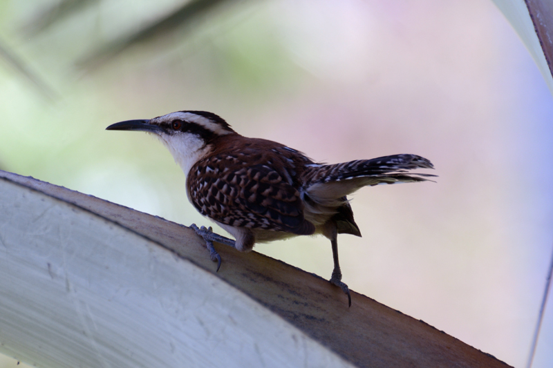 Rufous-naped Wren Campylorhynchus rufinucha