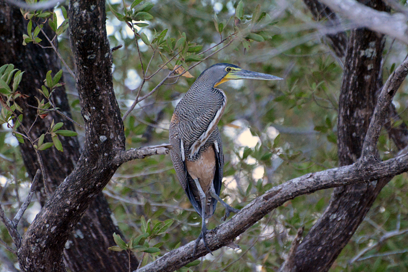 Bare-throated Tiger Heron Tigrisoma mexicanum