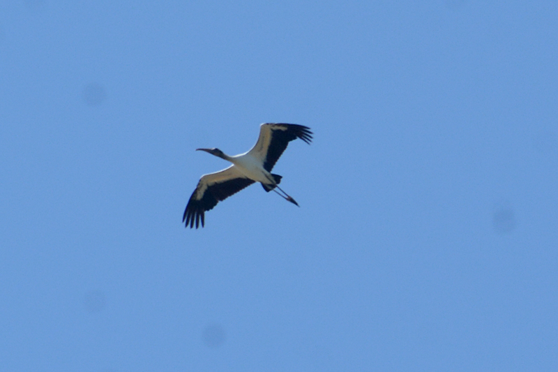 Wood Stork Mycteria americana