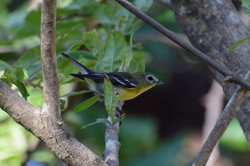 Yellow-throated Vireo Vireo flavifrons