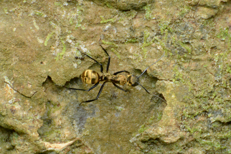 Camponotus sericeiventris