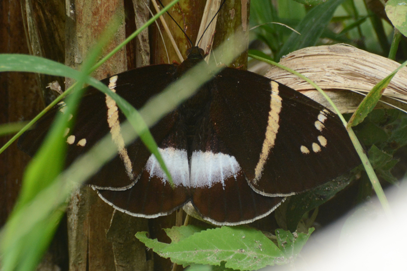 Castniomera cf atymnius