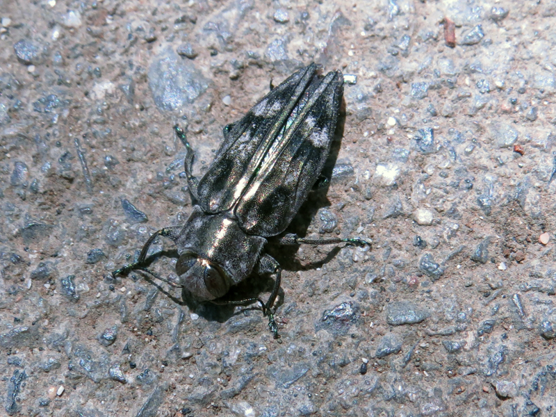 Chrysobothris sp 