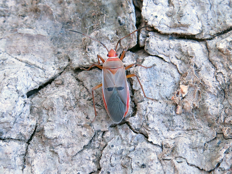 Dysdercus bimaculatus 