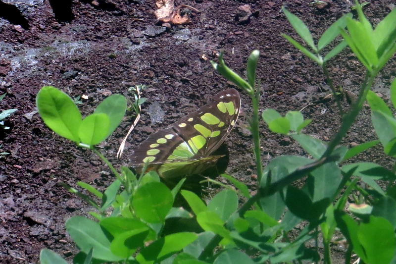 Malachite Siproeta stelenes