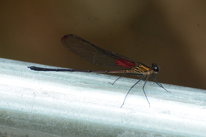 Hetaerina cf cruentata