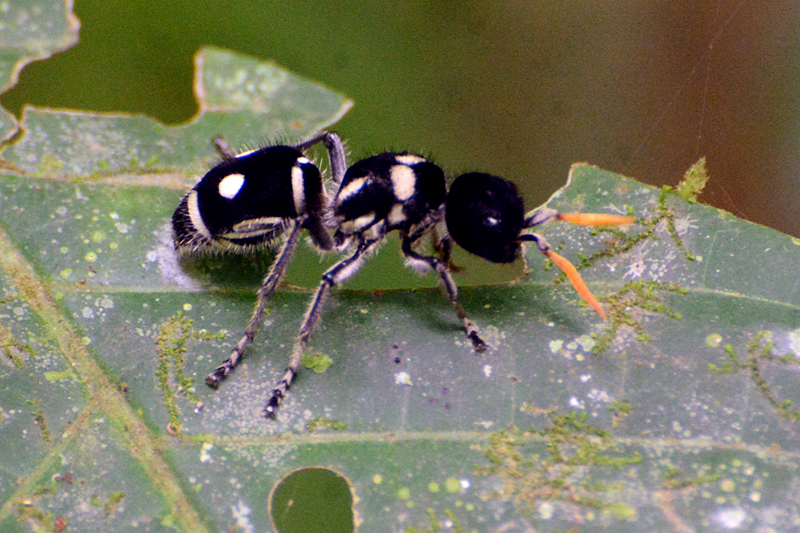 Hoplomutilla xanthocerata