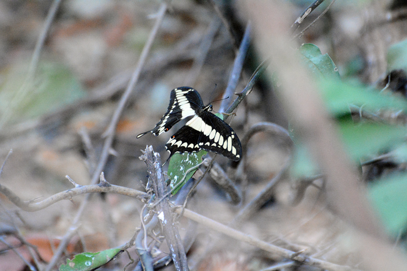 Papilio thoas