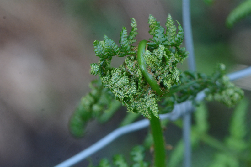 Chirosia betuleti