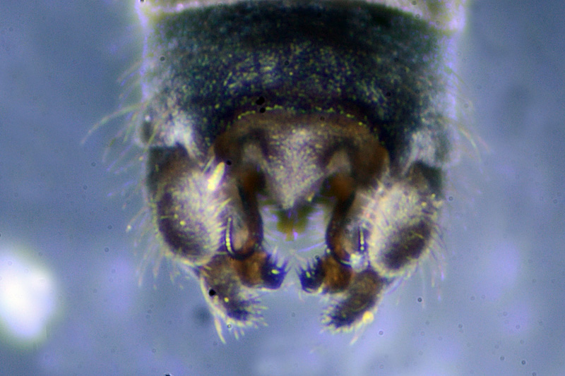 Dicranota subtilis 