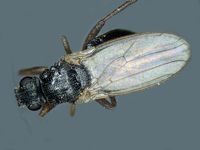 Ischiolepta denticulata