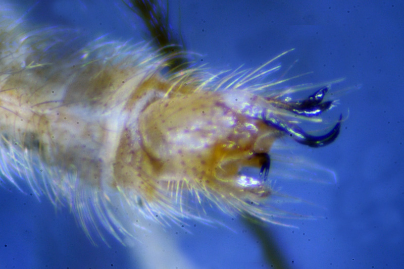 Molophilus ochraceus 