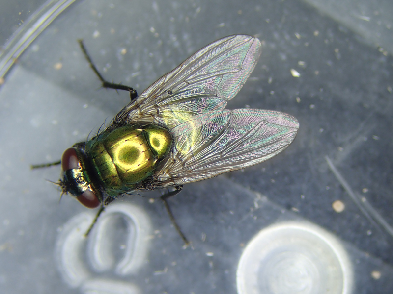 Neomyia cornicina