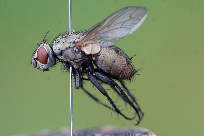 Sarcophila latifrons