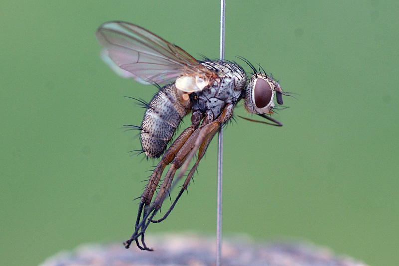 Siphona geniculata