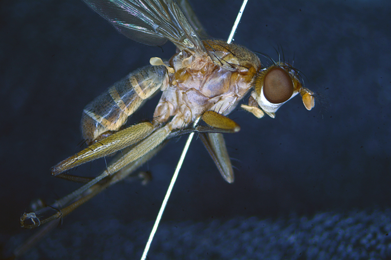 Tetanocera hyalipennis 