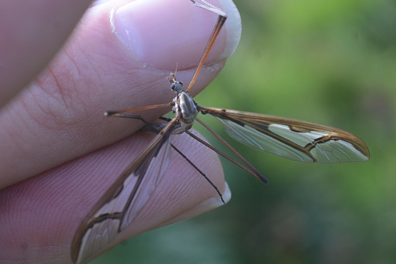 Pedicia rivosa 