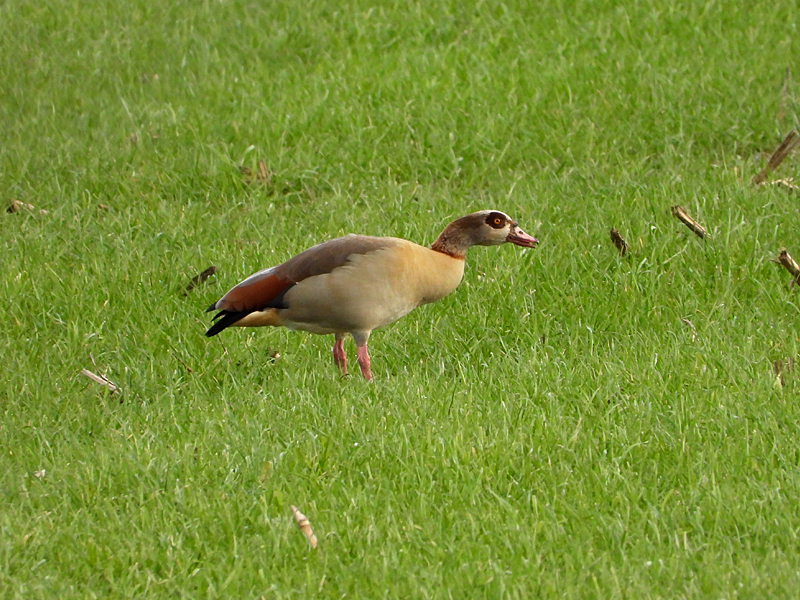 Egyptian Goose