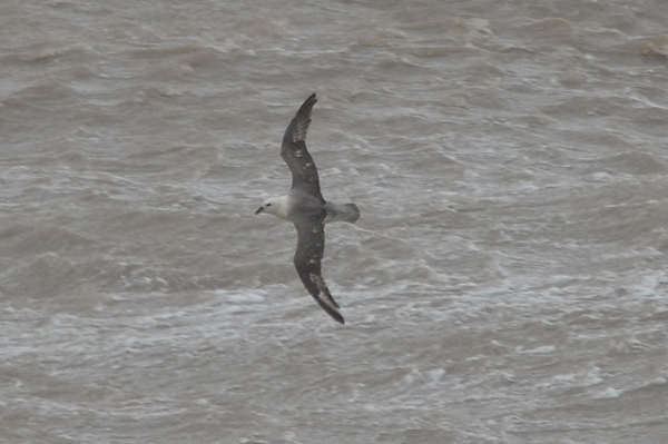 Fulmar