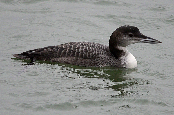 Great Northern Diver