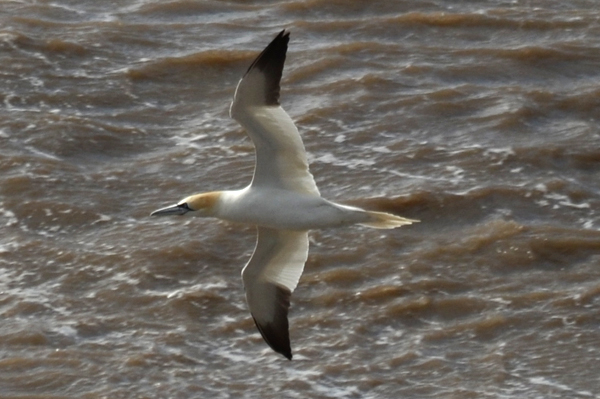 Northern Gannet