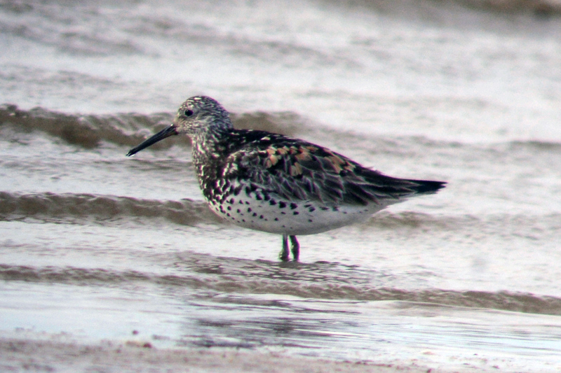 Great Knot Calidris tenuirostris