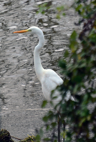 Great White Egret