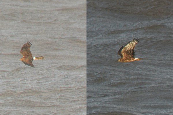 Hen Harrier in flight