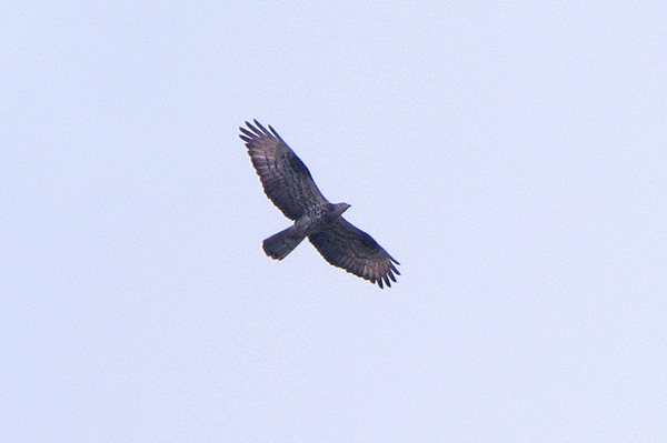 Honey Buzzard