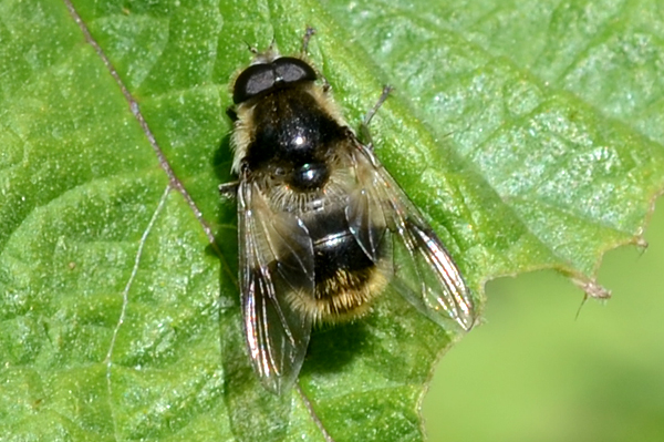 Cheilosia illustrata 