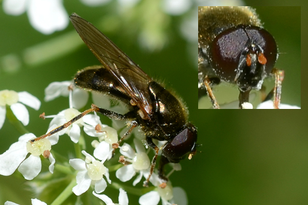 Cheilosia pagana 