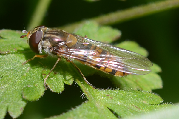 Episyrphus balteatus 