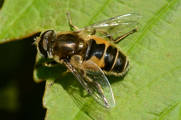 Eristalis arbustorum