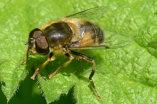 Eristalis pertinax