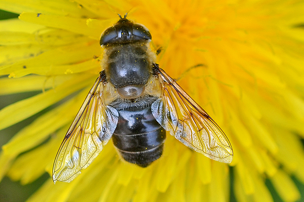 Eristalis tenax 